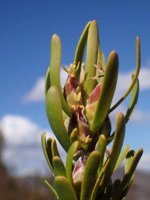 Leucadendron ericifolium
