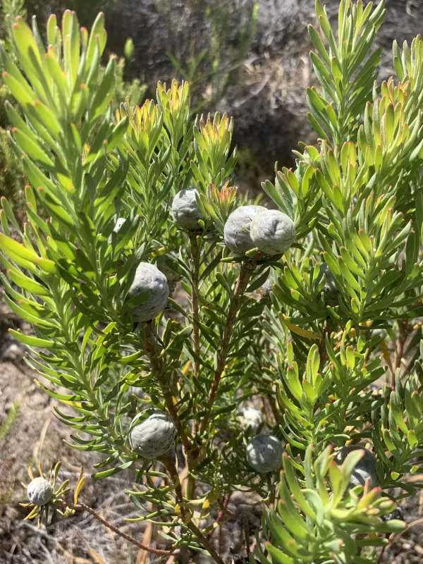 Leucadendron linifolium