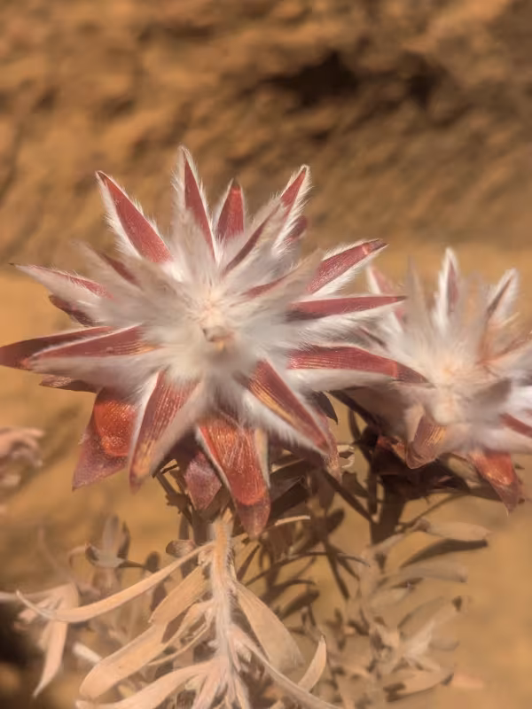 Leucadendron plumosum