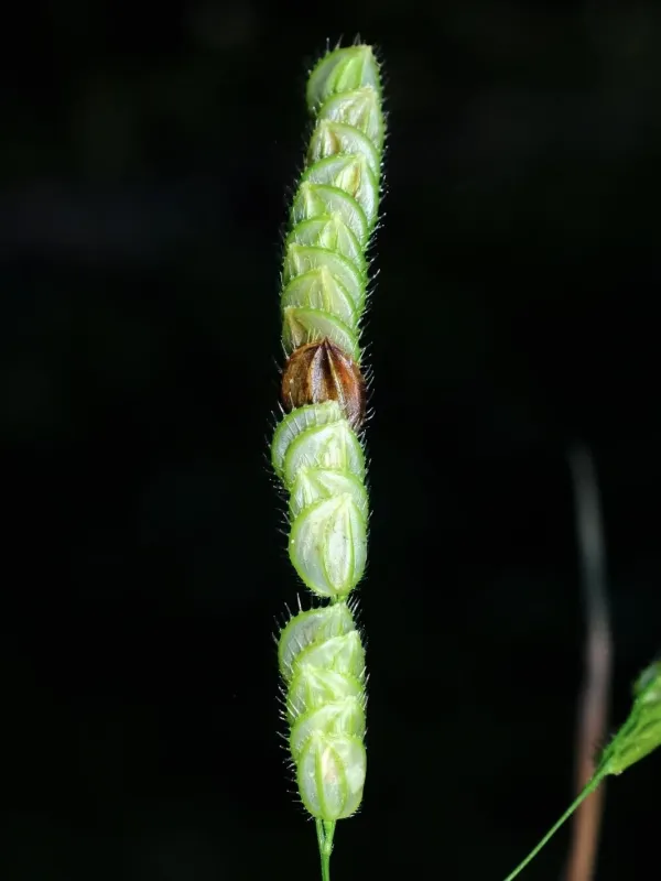 Catchfly grass