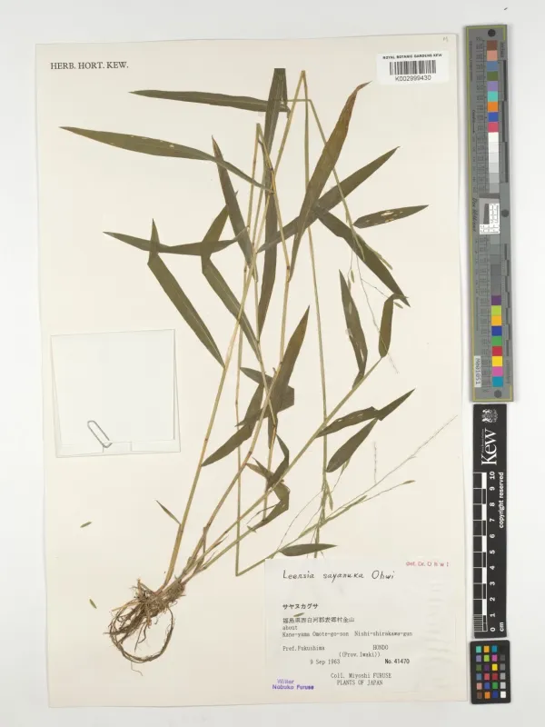 Leersia sayanuka