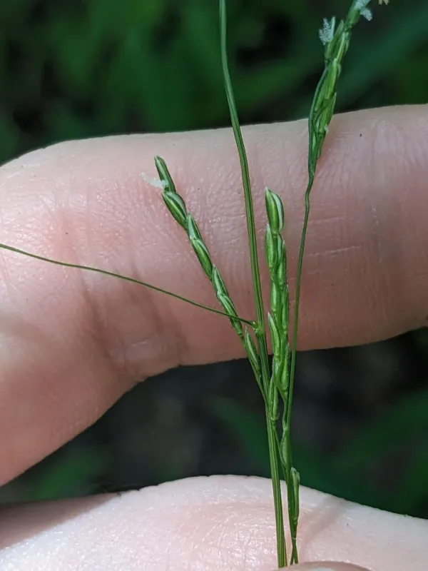 White cutgrass