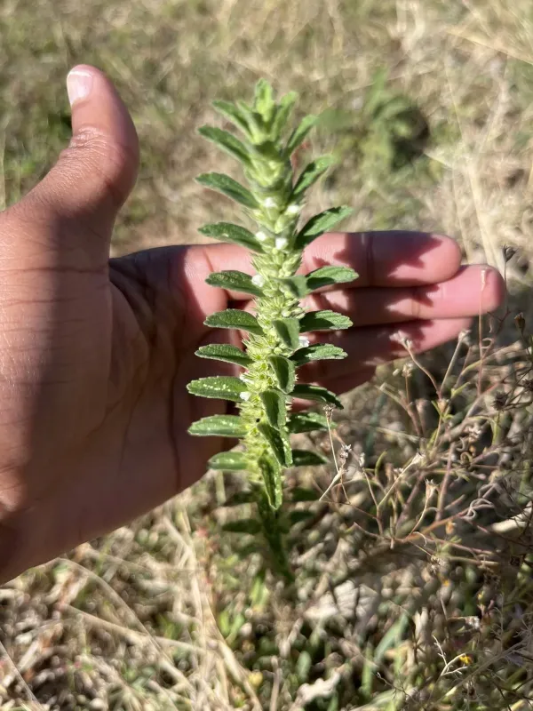 Leucas neuflizeana
