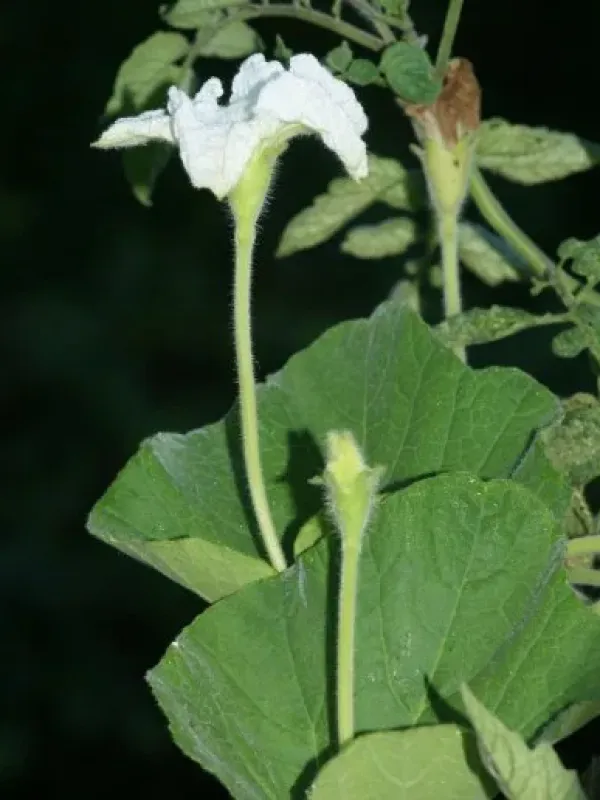 Guinea gourd