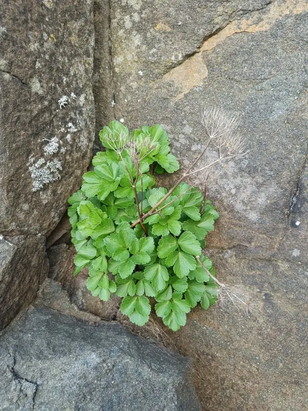 Scotch lovage