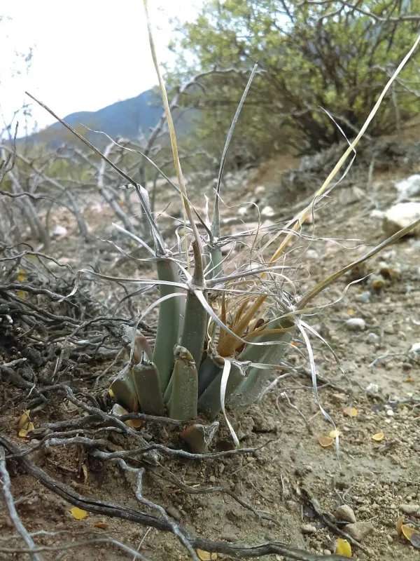 Leuchtenbergia principis