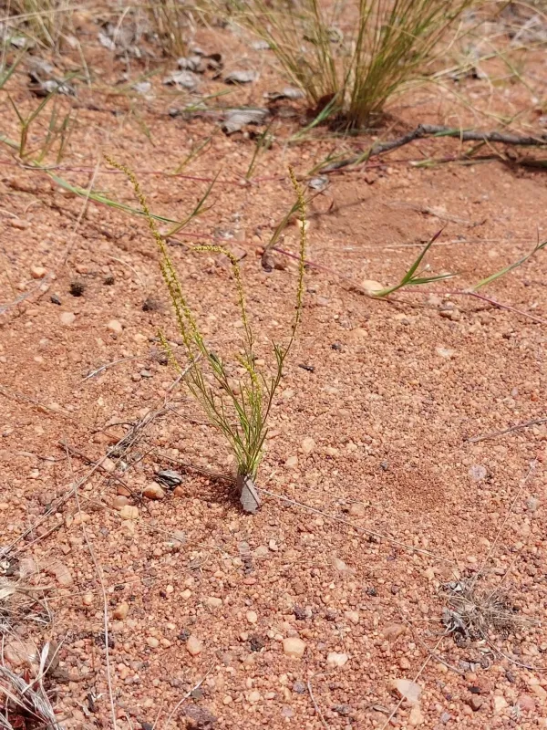 Lophiocarpus tenuissimus