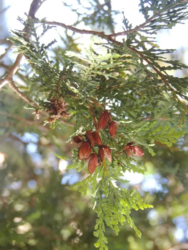 Austrocedrus chilensis