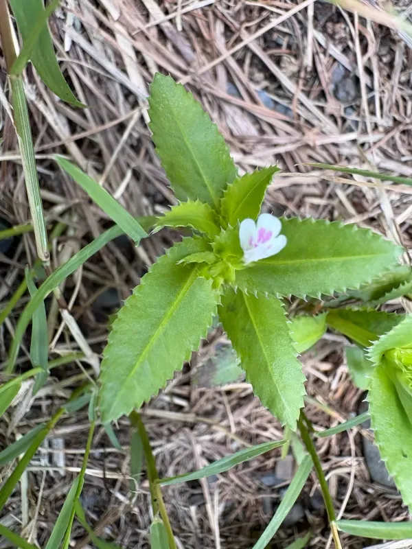 Lindernia serrata