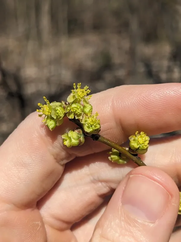 Spicebush