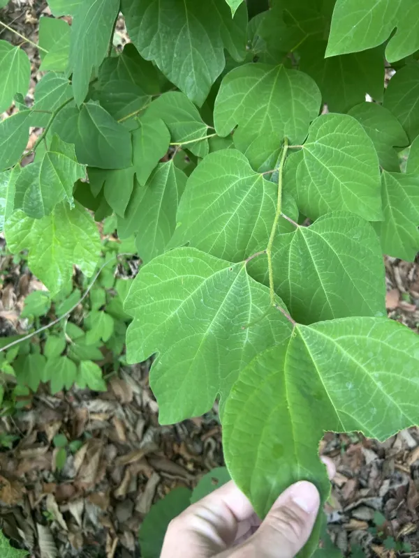 Lindera cercidifolia
