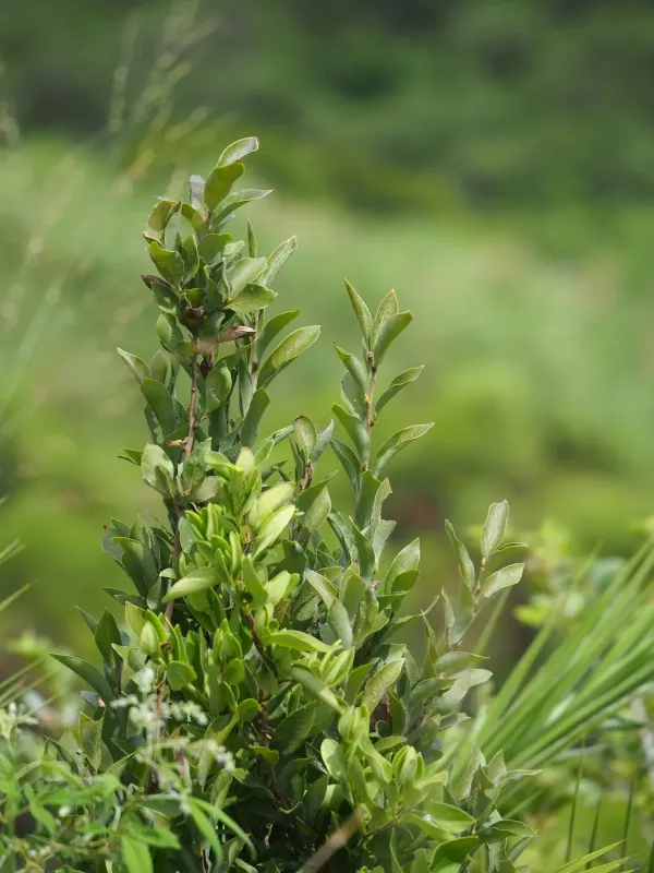 Lindera glauca