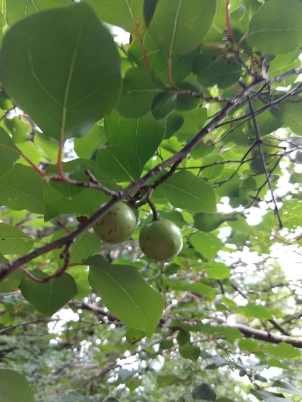 Lindera praecox