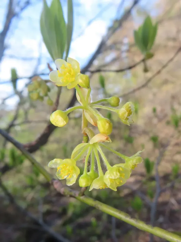 Lindera umbellata