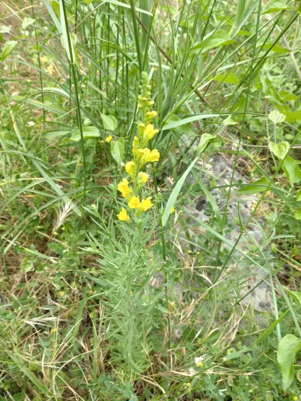 Narrow-leaved toadflax