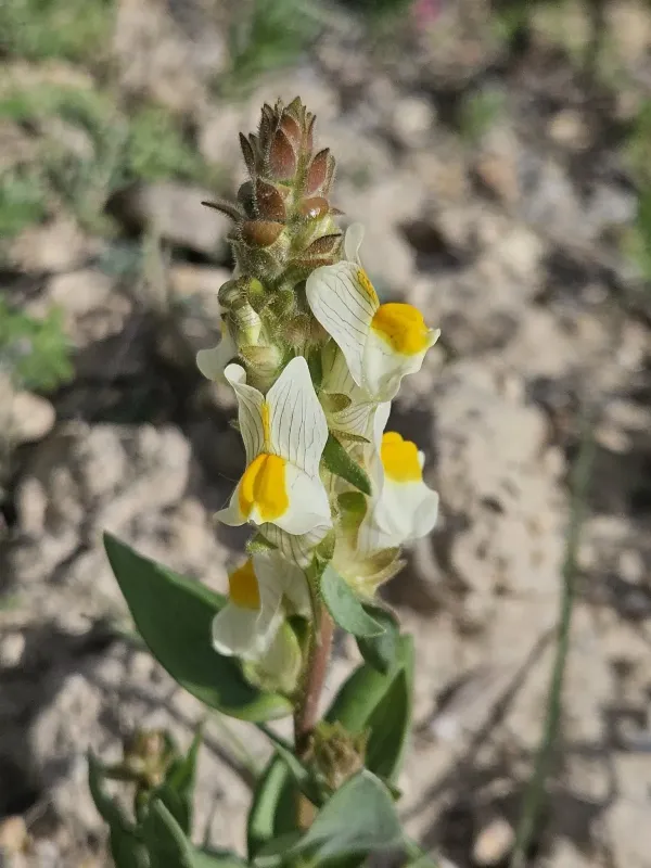 Hairy toadflax