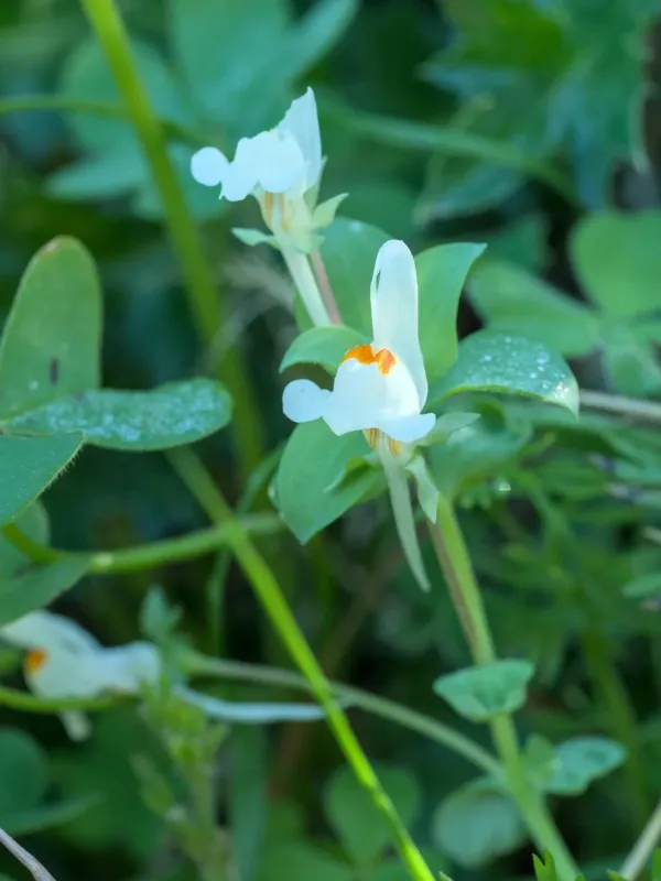 Reflexed toadflax