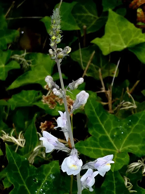 Pale toadflax