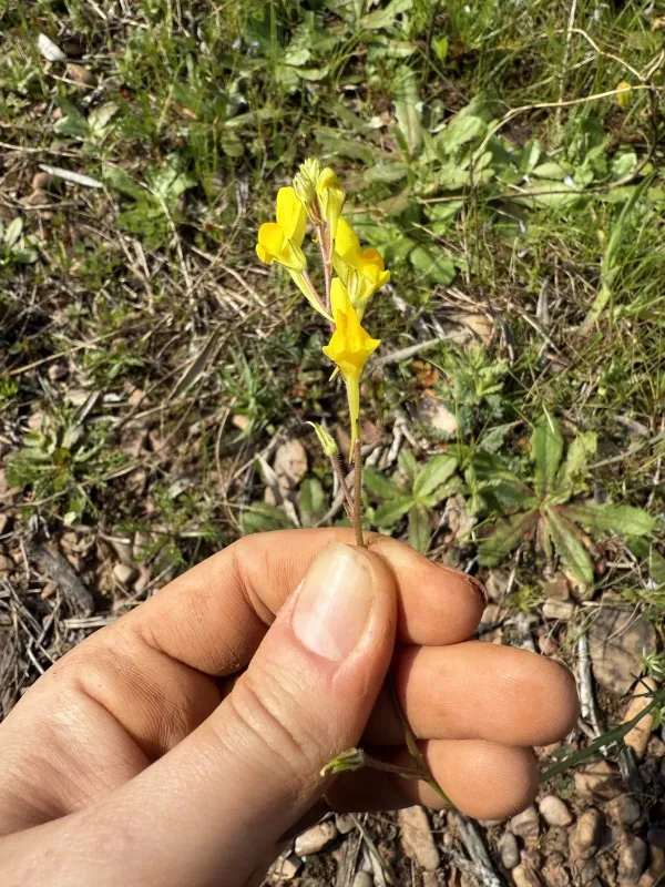 Spanish toadflax