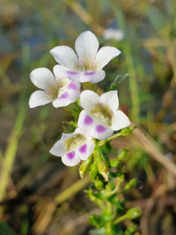 Limnophila aquatica