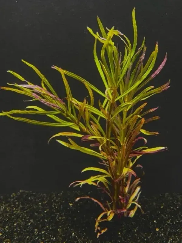 Limnophila laotica