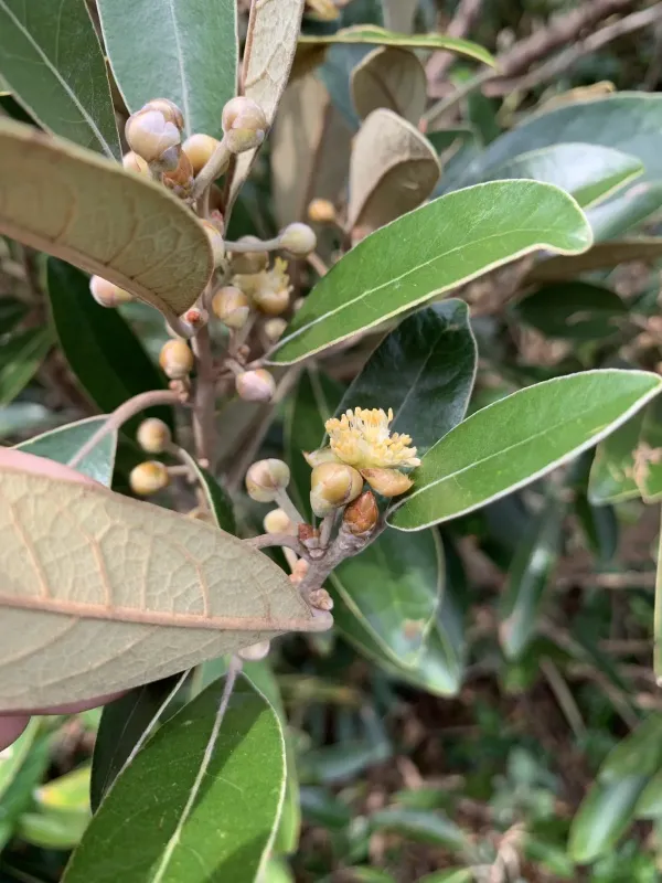 Japanese Litsea