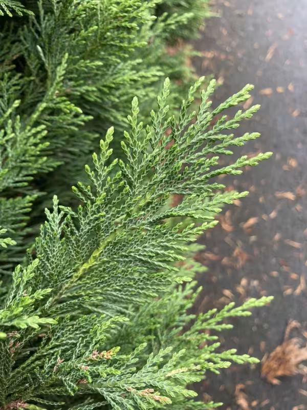 Lawson cypress