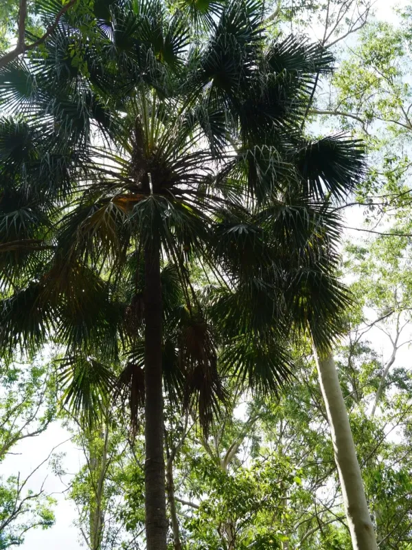Australian fan palm