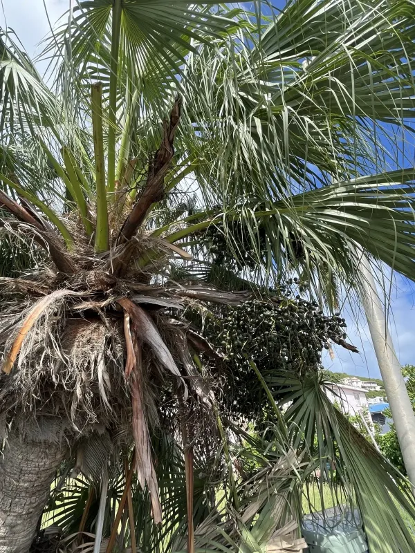 Livistona subglobosa