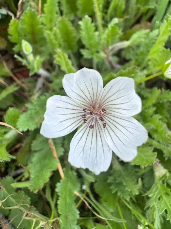 Limnanthes douglasii