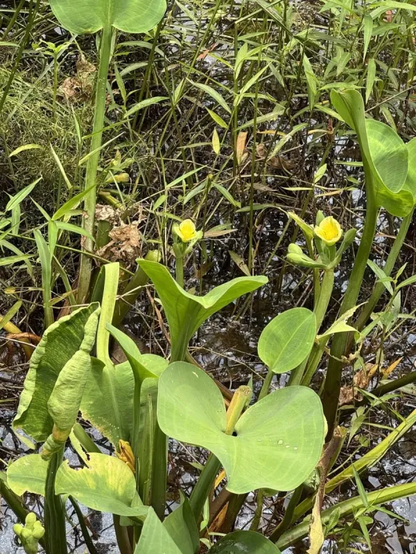 Yellow velvetleaf