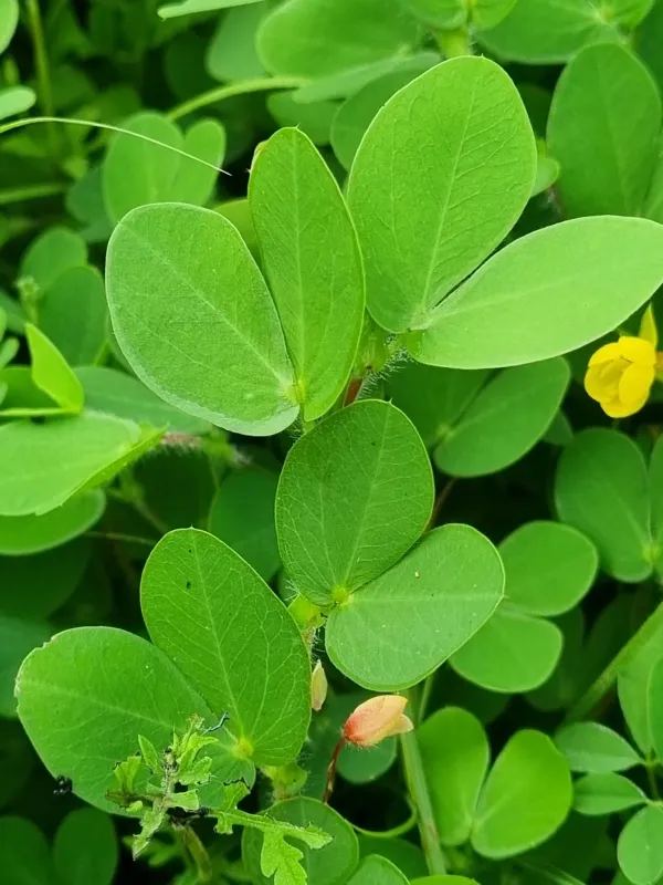 Chamaecrista rotundifolia