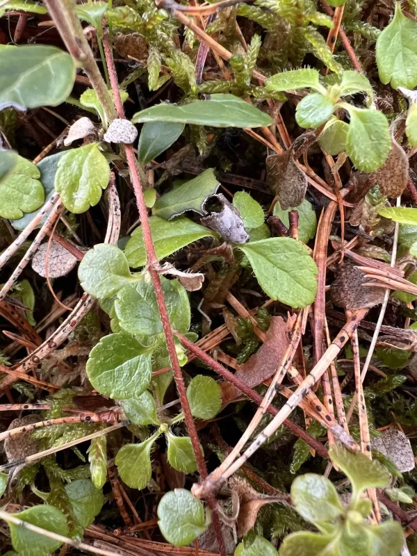 Twinflower