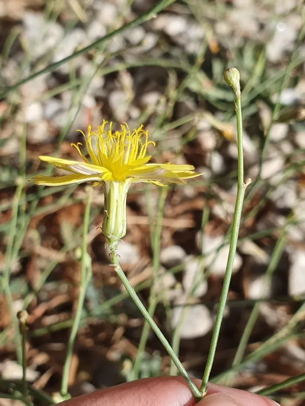 Launaea nudicaulis