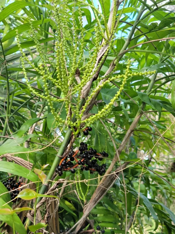 Bamboo Palm