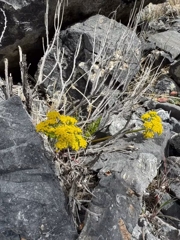 Gray's biscuitroot