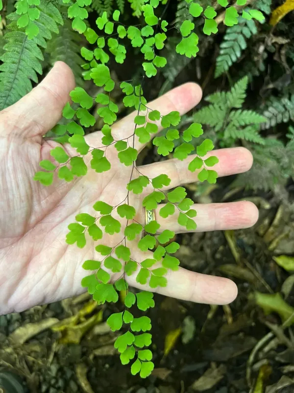 Adiantum raddianum