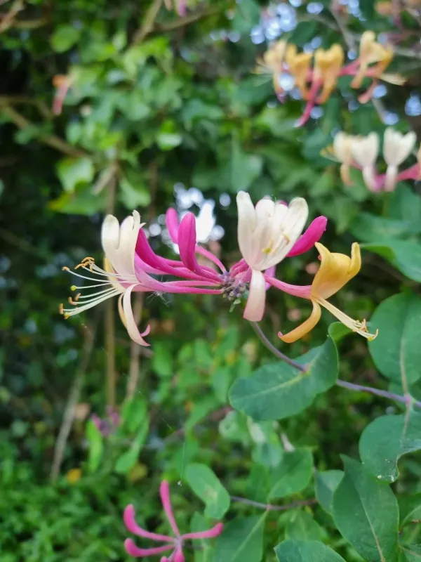 American honeysuckle