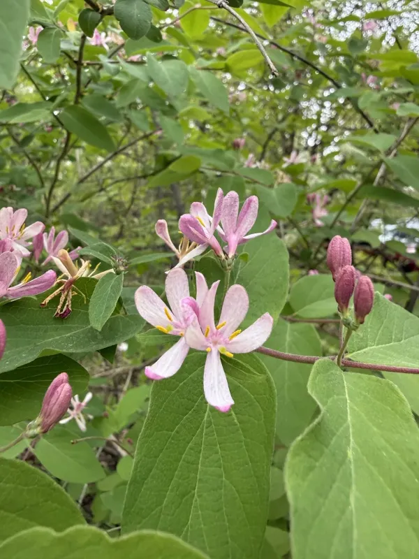 Bell honeysuckle
