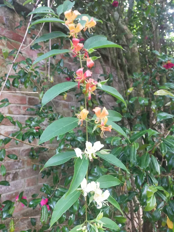 Hildebrand's honeysuckle