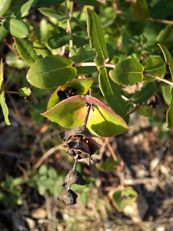 Lonicera implexa