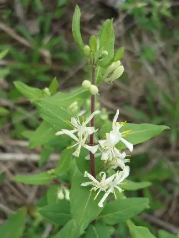 Muenden honeysuckle