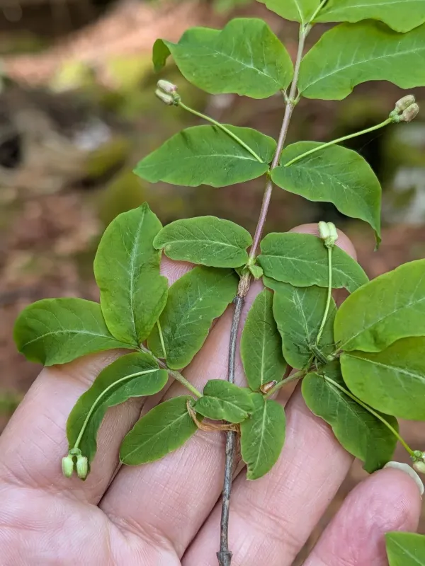 Black honeysuckle