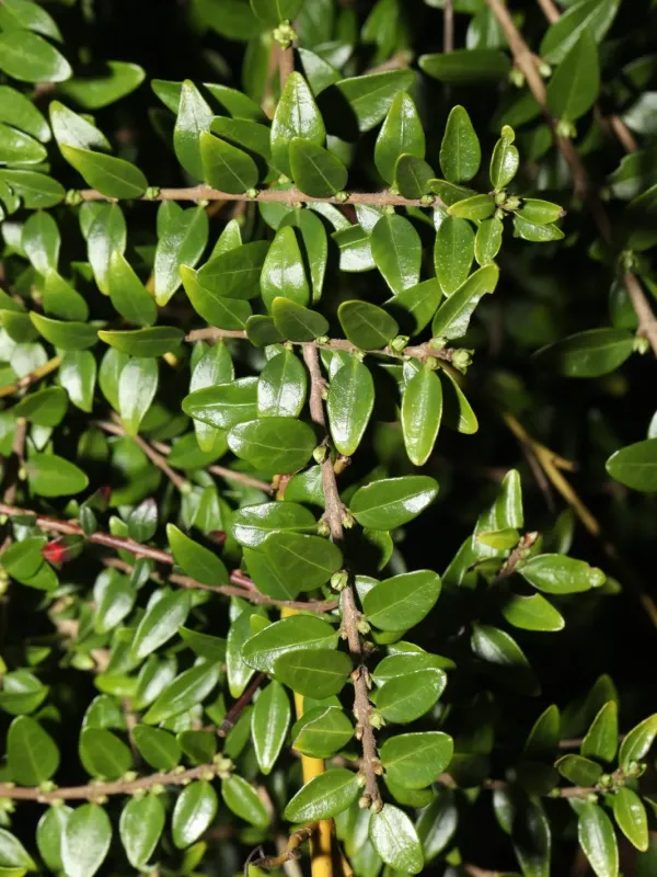 Box-leaved honeysuckle