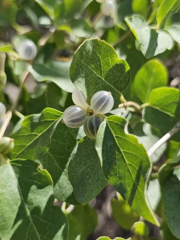Lonicera nummulariifolia