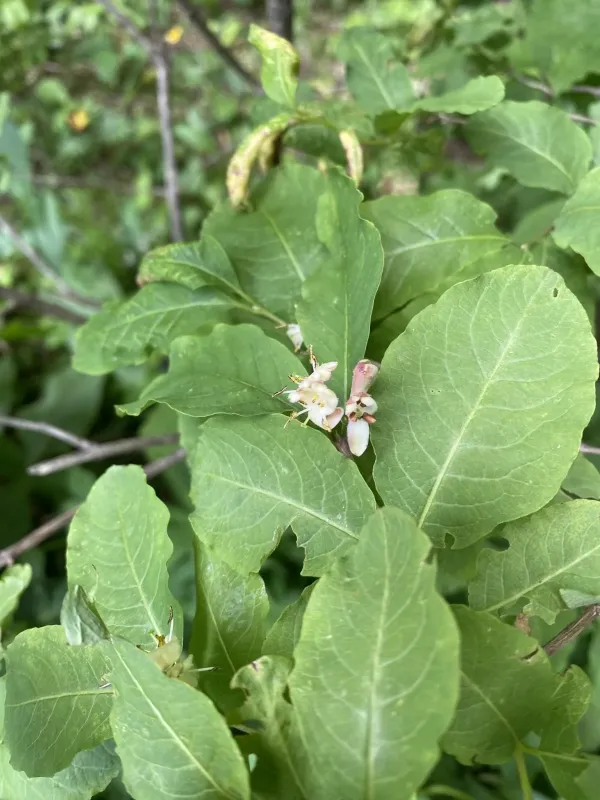 Oriental honeysuckle