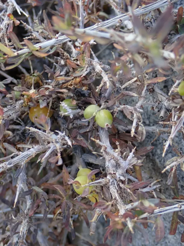 Spiny honeysuckle