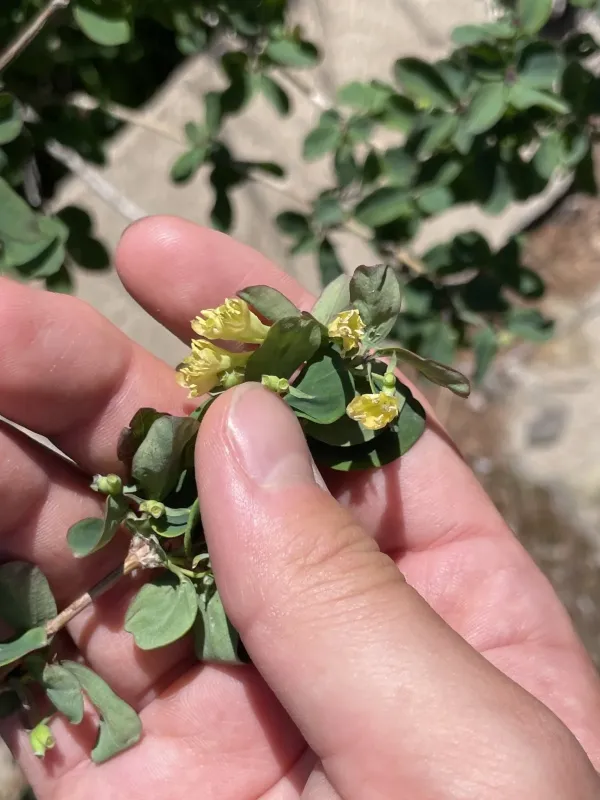 Tangut honeysuckle