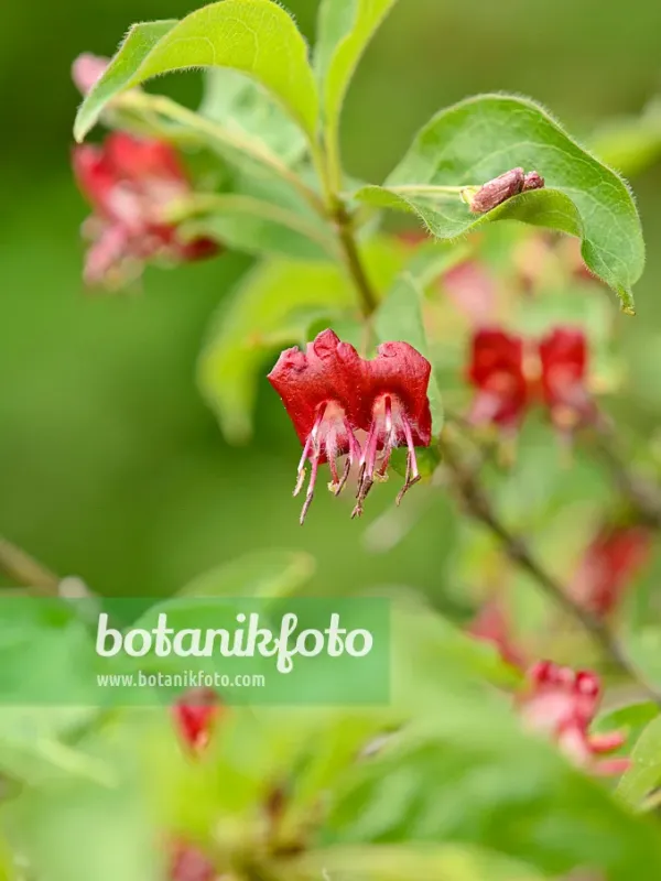 Tatsienlu honeysuckle