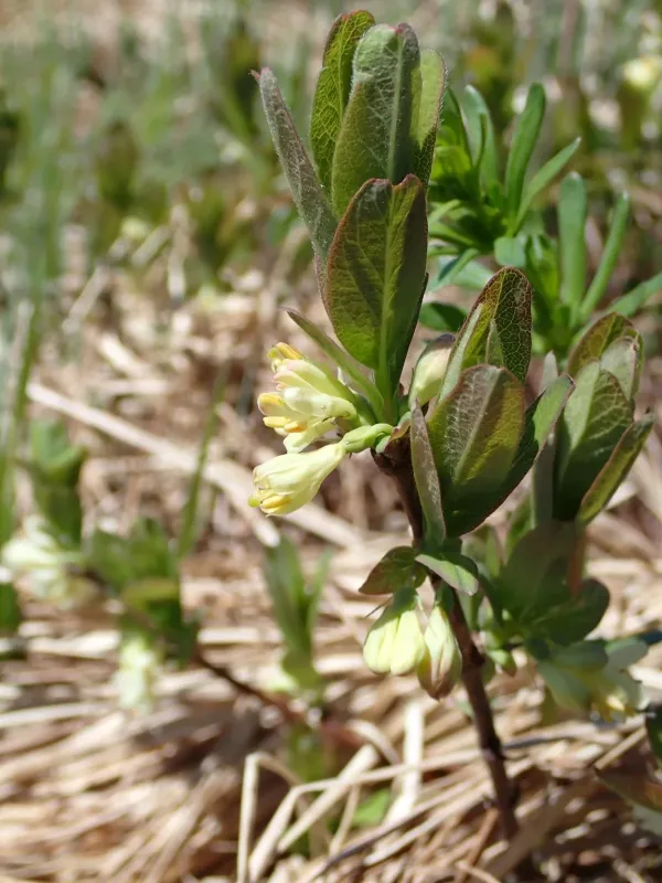 Lonicera villosa
